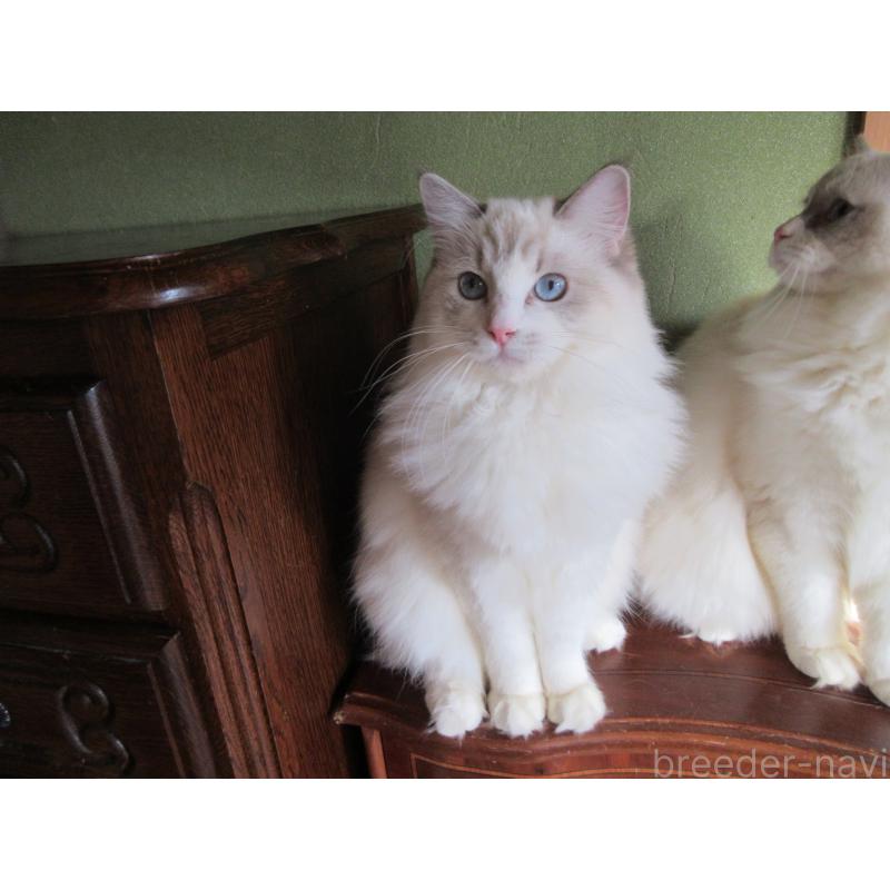 販売中の大分県のラグドール-111959の5枚目