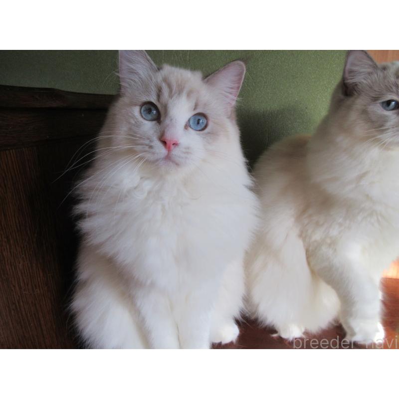 販売中の大分県のラグドール-111959の3枚目