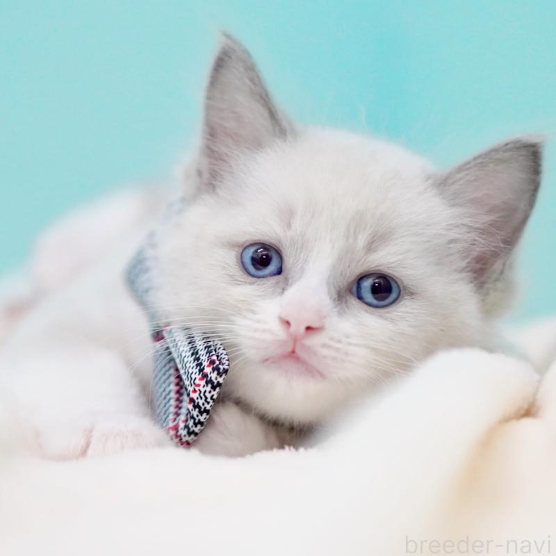 販売中の東京都のラグドール-135218