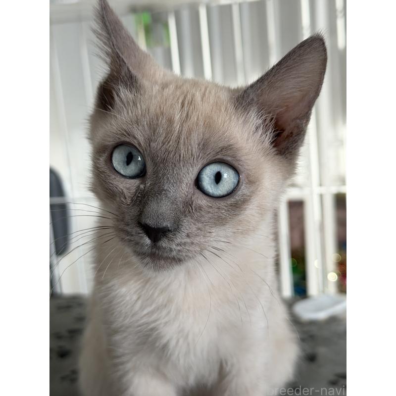 販売中の長野県のトイボブ-127879の2枚目