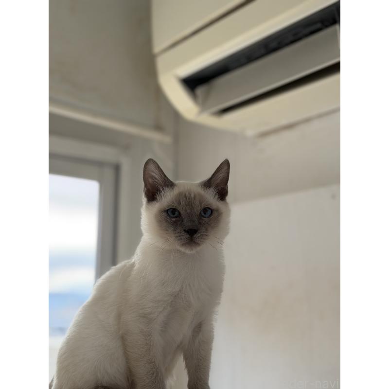 販売中の長野県のトイボブ-127916の4枚目