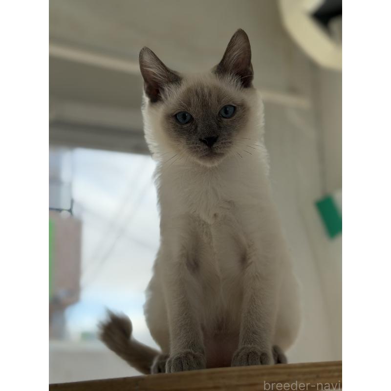 販売中の長野県のトイボブ-127916の3枚目