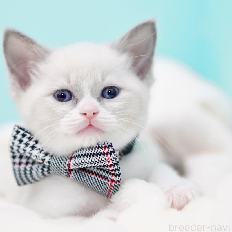 販売中の東京都のラグドール-135216