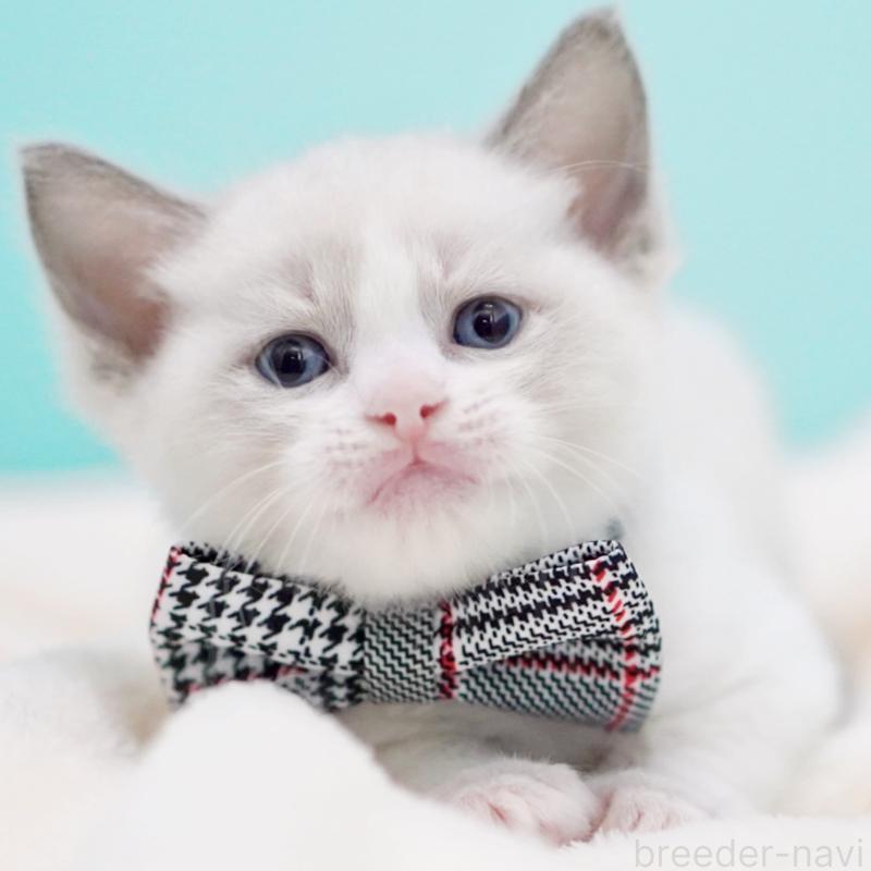 販売中の東京都のラグドール-135223