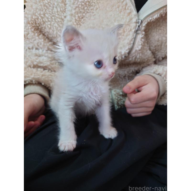 販売中の兵庫県のラグドール-133984の2枚目