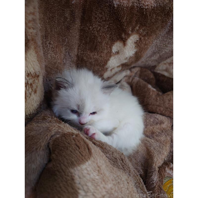 販売中の兵庫県のラグドール-135741の3枚目