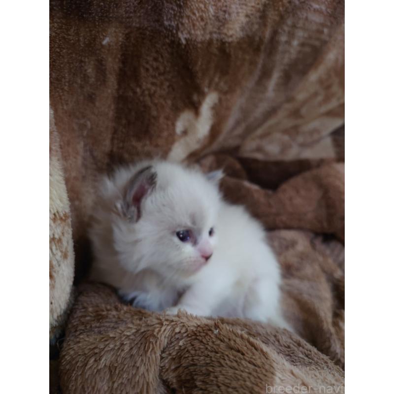 販売中の兵庫県のラグドール-135741の2枚目