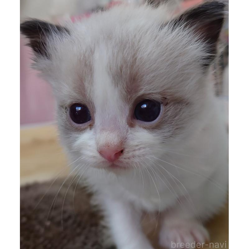 販売中の兵庫県のラグドール-135742の2枚目