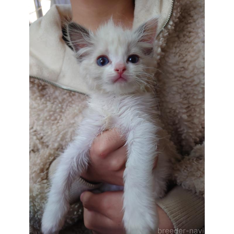 販売中の兵庫県のラグドール-135743の2枚目