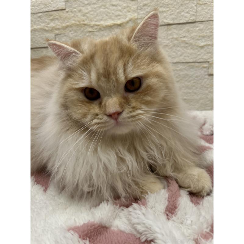 販売中の埼玉県のスコティッシュフォールド-121751の13枚目