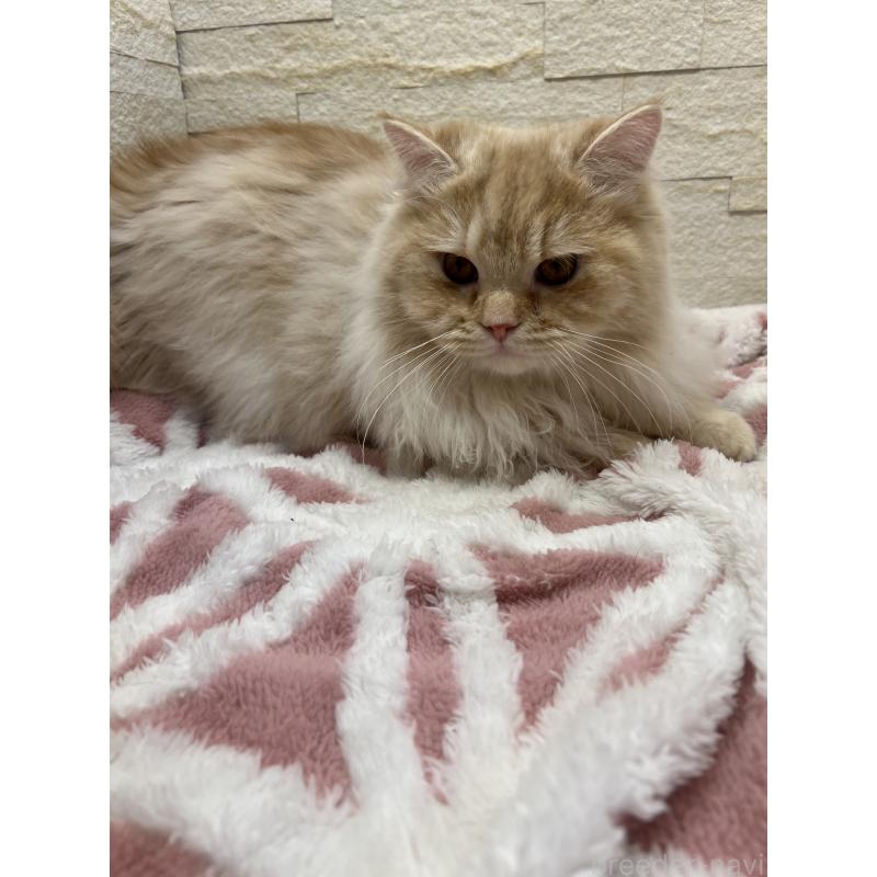 販売中の埼玉県のスコティッシュフォールド-121751の11枚目