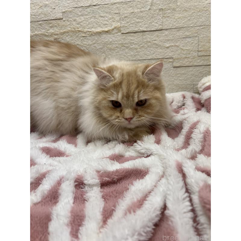 販売中の埼玉県のスコティッシュフォールド-121751の10枚目