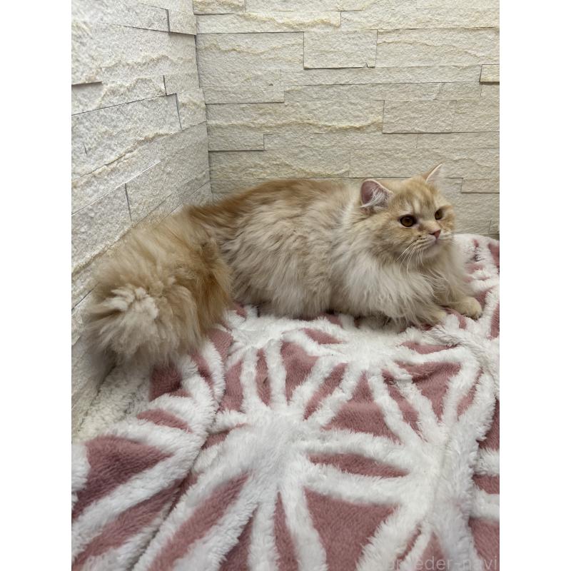 販売中の埼玉県のスコティッシュフォールド-121751の9枚目