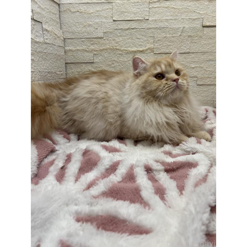 販売中の埼玉県のスコティッシュフォールド-121751の8枚目