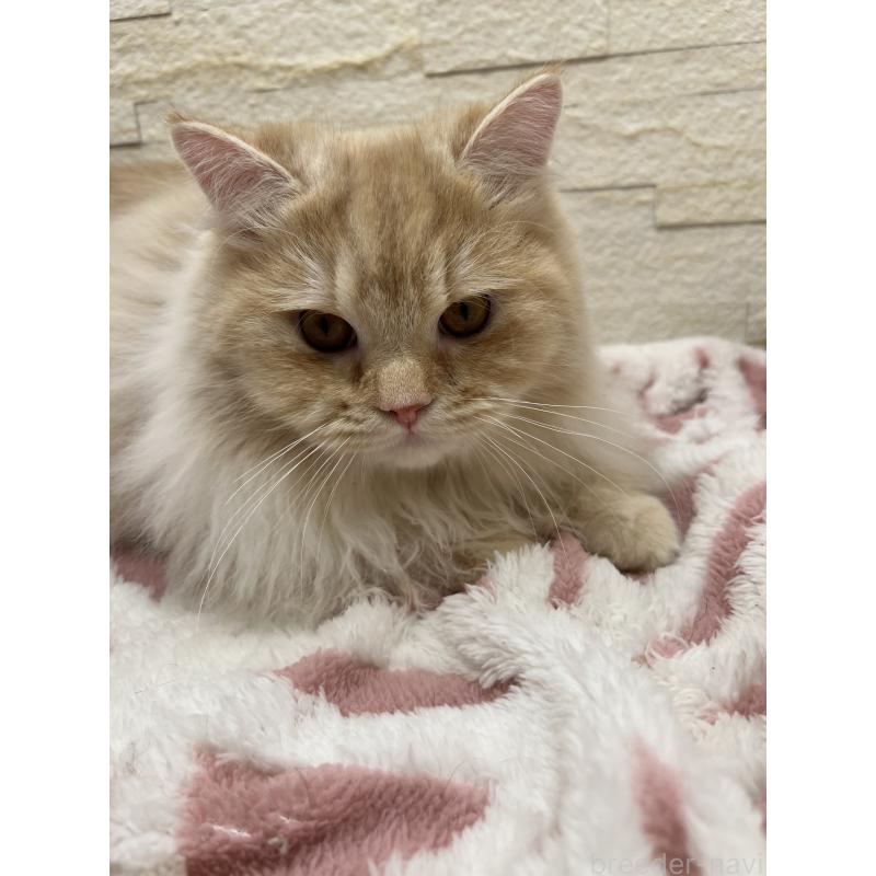 販売中の埼玉県のスコティッシュフォールド-121751の7枚目