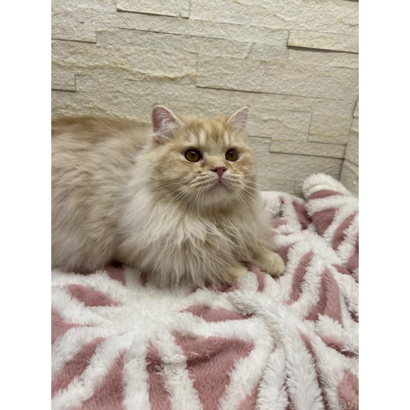 販売中の埼玉県のスコティッシュフォールド-121751の5枚目