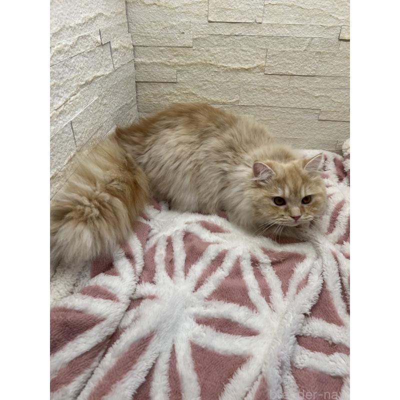 販売中の埼玉県のスコティッシュフォールド-121751の4枚目