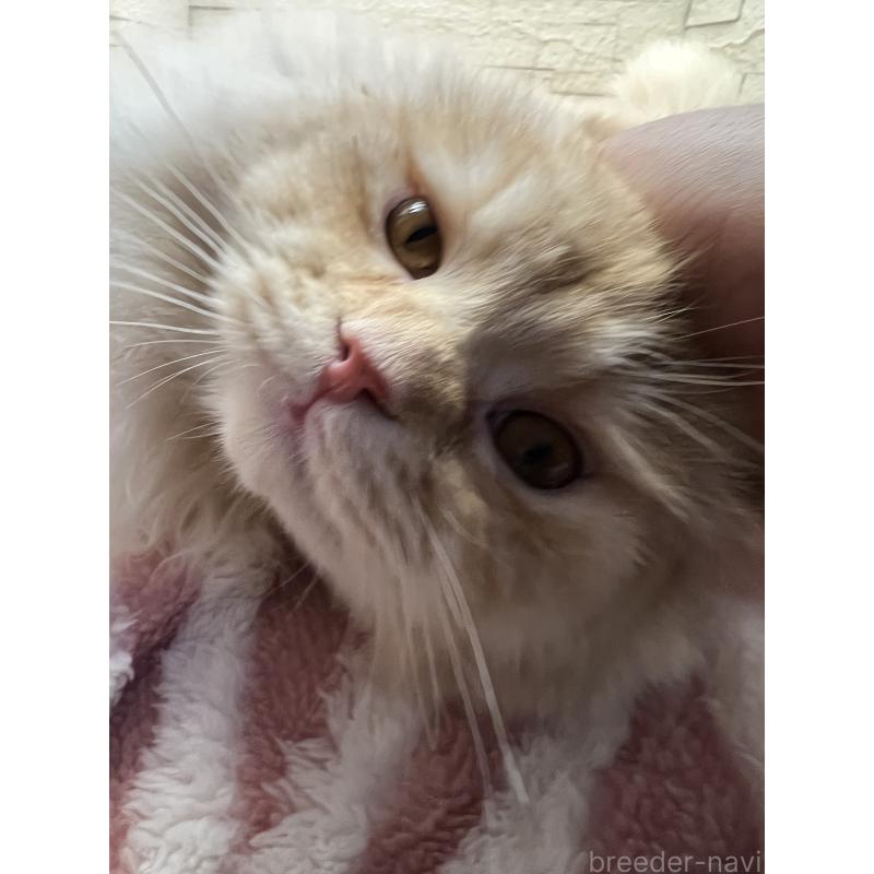販売中の埼玉県のスコティッシュフォールド-121751の3枚目