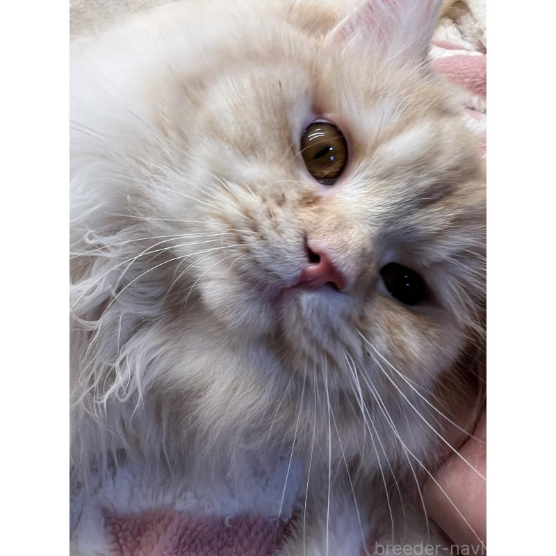 販売中の埼玉県のスコティッシュフォールド-121751の2枚目