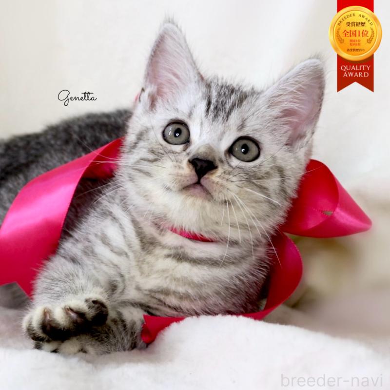 販売中の栃木県のマンチカン-134263