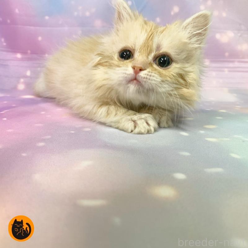 販売中の大阪府のミヌエット-133365の1枚目