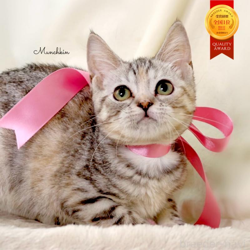 販売中の栃木県のマンチカン-135751