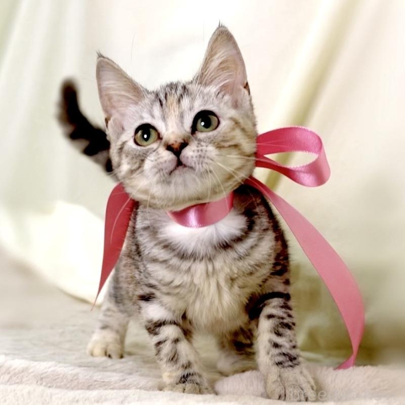 販売中の栃木県のマンチカン-135751の10枚目