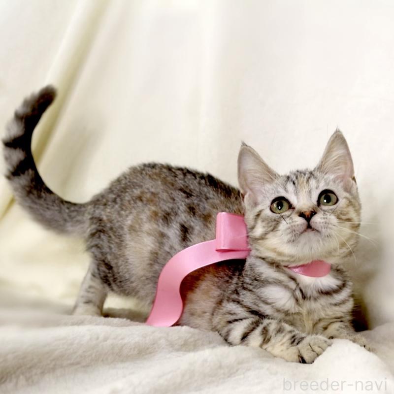 販売中の栃木県のマンチカン-135751の7枚目