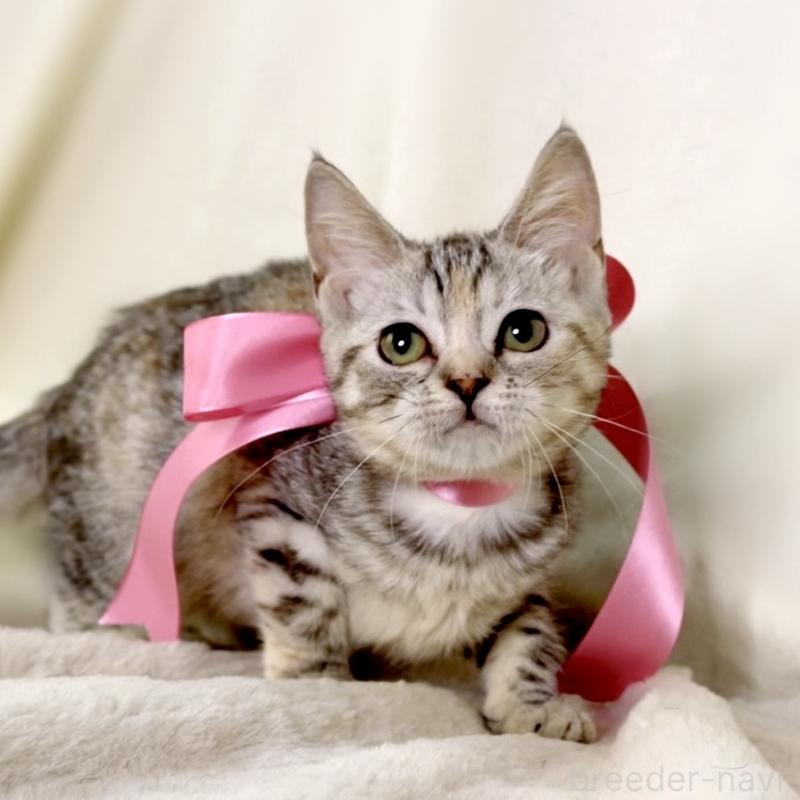 販売中の栃木県のマンチカン-135751の6枚目