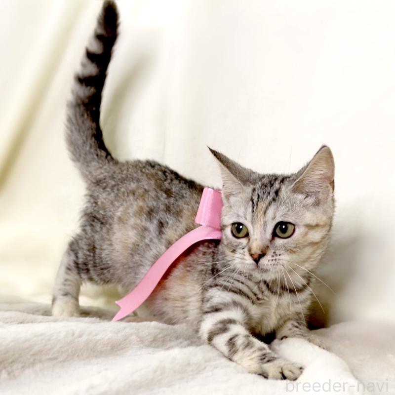 販売中の栃木県のマンチカン-135751の4枚目