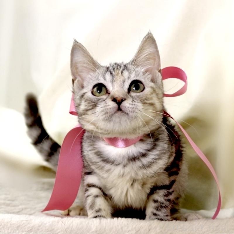 販売中の栃木県のマンチカン-135751の3枚目