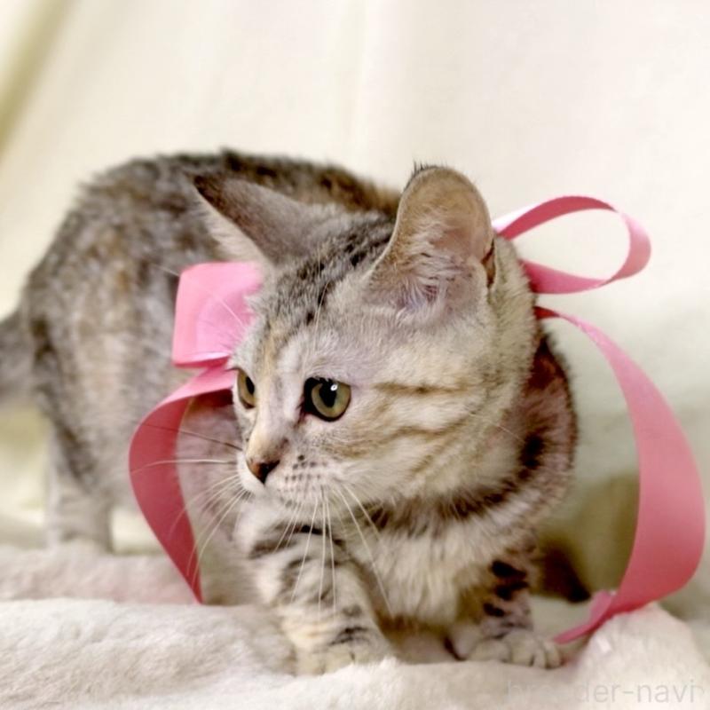 販売中の栃木県のマンチカン-135751の2枚目