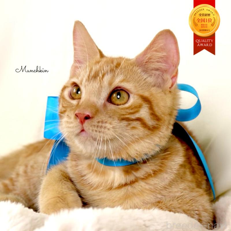 販売中の栃木県のマンチカン-135752の1枚目