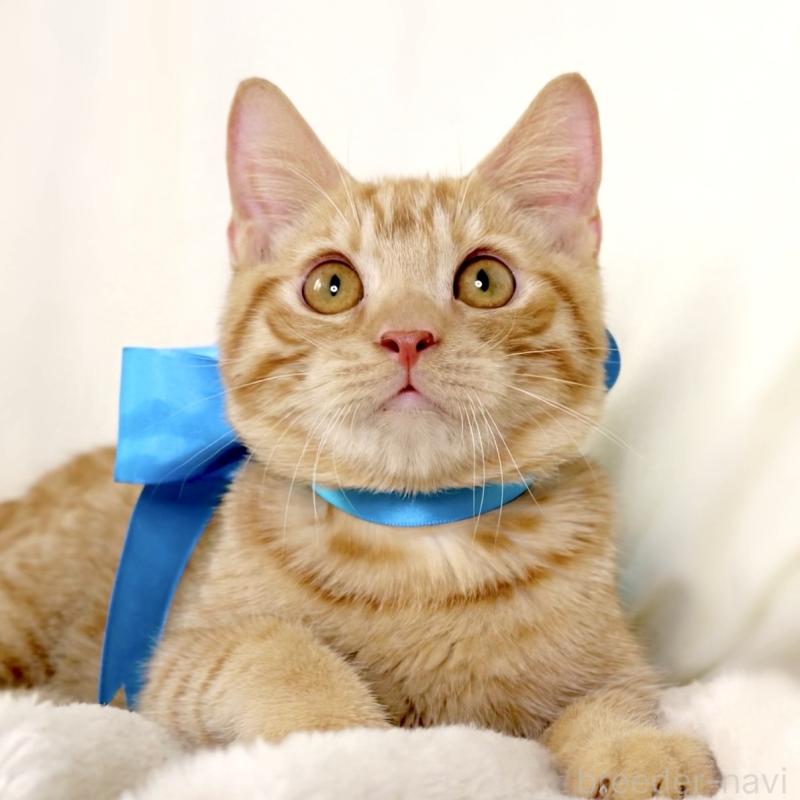 販売中の栃木県のマンチカン-135752の10枚目