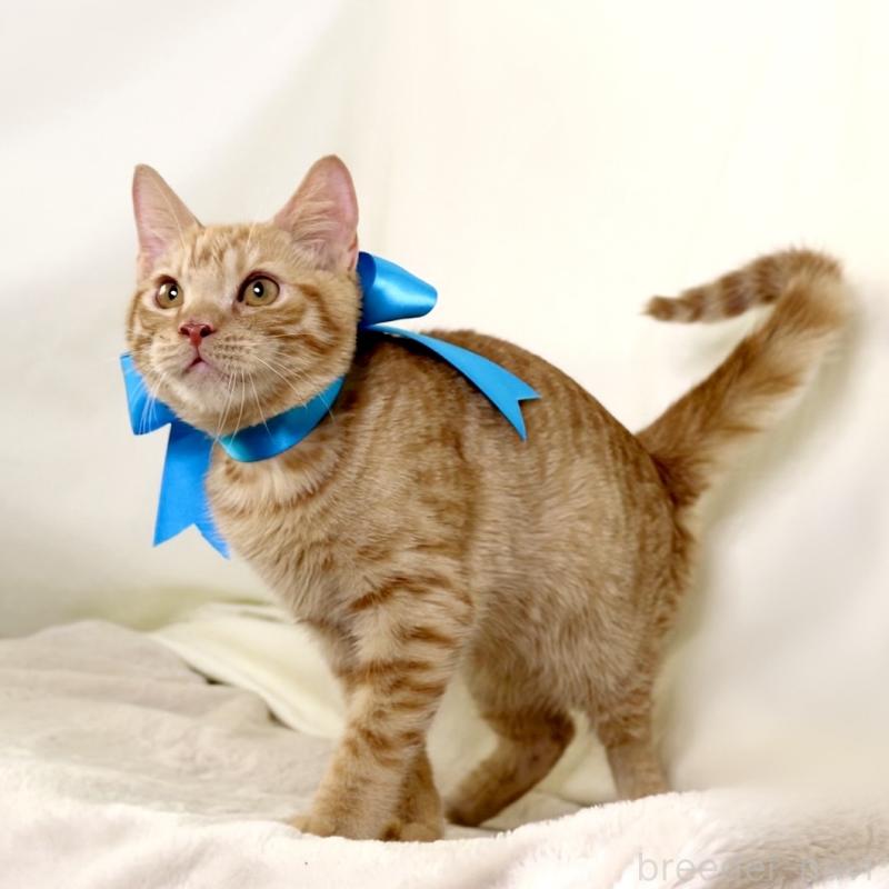 販売中の栃木県のマンチカン-135752の9枚目