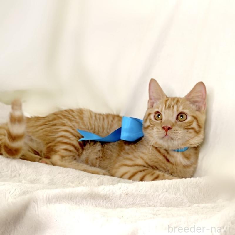 販売中の栃木県のマンチカン-135752の8枚目