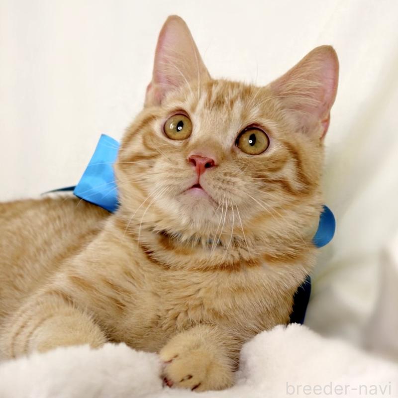 販売中の栃木県のマンチカン-135752の7枚目