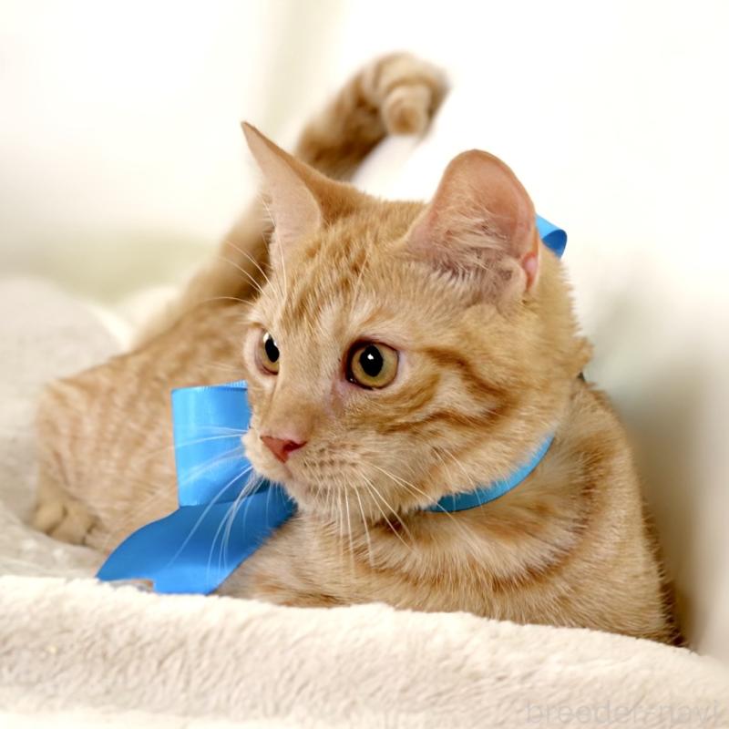 販売中の栃木県のマンチカン-135752の6枚目