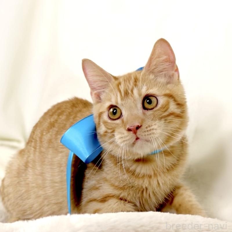 販売中の栃木県のマンチカン-135752の5枚目