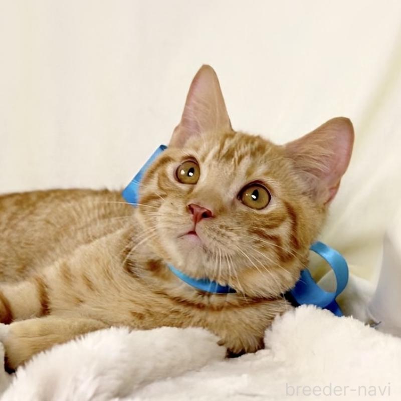 販売中の栃木県のマンチカン-135752の3枚目