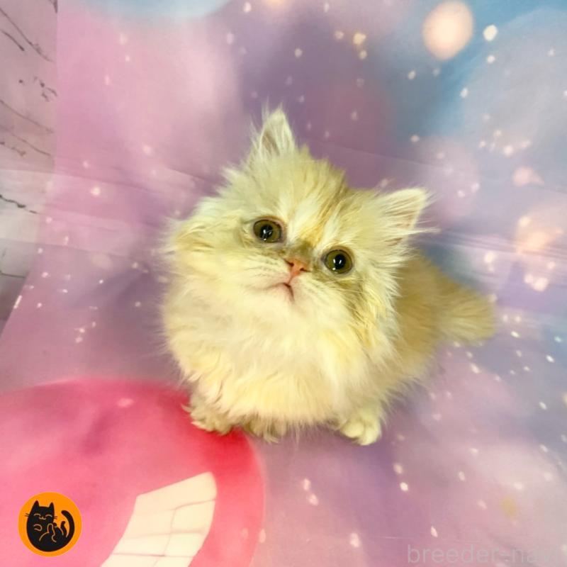 販売中の大阪府のミヌエット(短足)-133367の1枚目