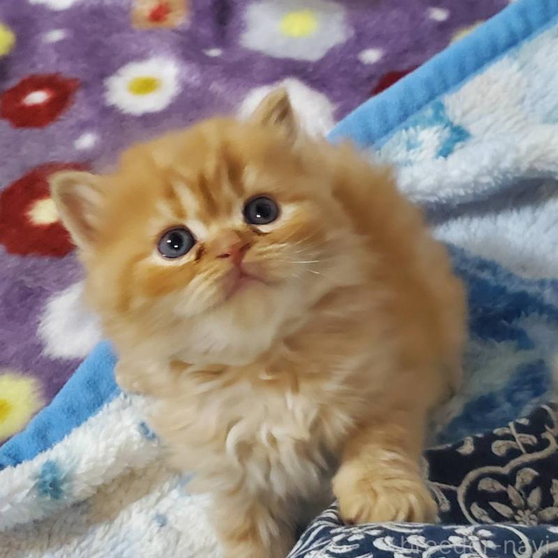 販売中の愛知県のスコティッシュフォールド(折れ耳)-135745の1枚目