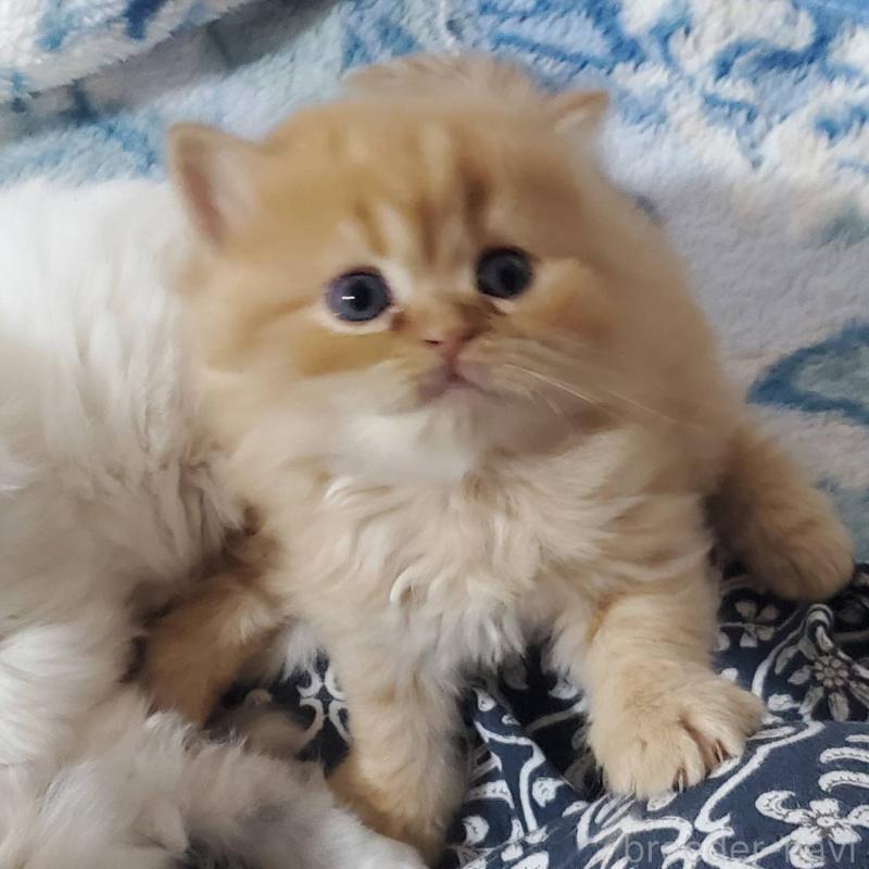 販売中の愛知県のスコティッシュフォールド(折れ耳)-135745の5枚目