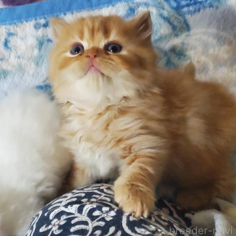 販売中の愛知県のスコティッシュフォールド(折れ耳)-135745の4枚目