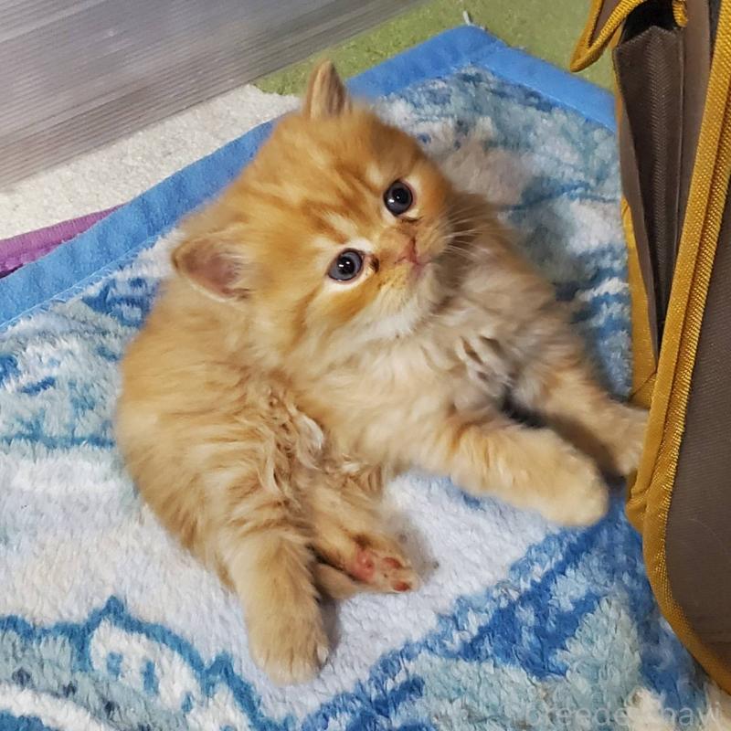 販売中の愛知県のスコティッシュフォールド(折れ耳)-135745の3枚目