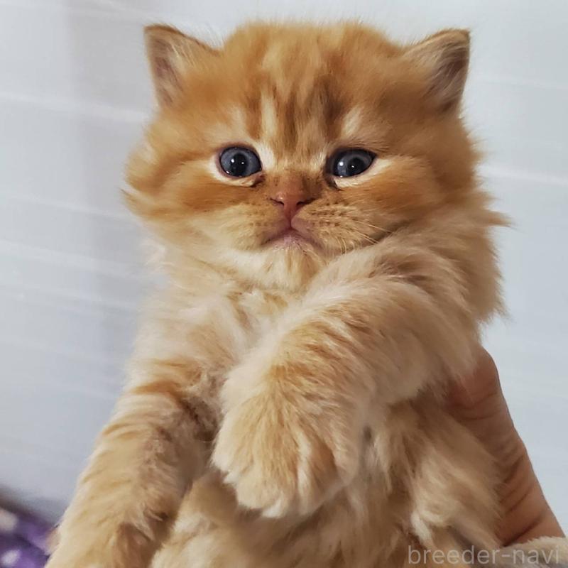 販売中の愛知県のスコティッシュフォールド(折れ耳)-135745の2枚目