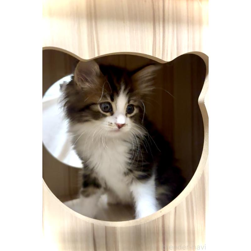 成約済の東京都のノルウェージャンフォレストキャット-134872の3枚目