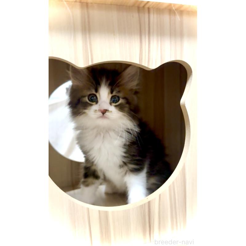 成約済の東京都のノルウェージャンフォレストキャット-134872の2枚目