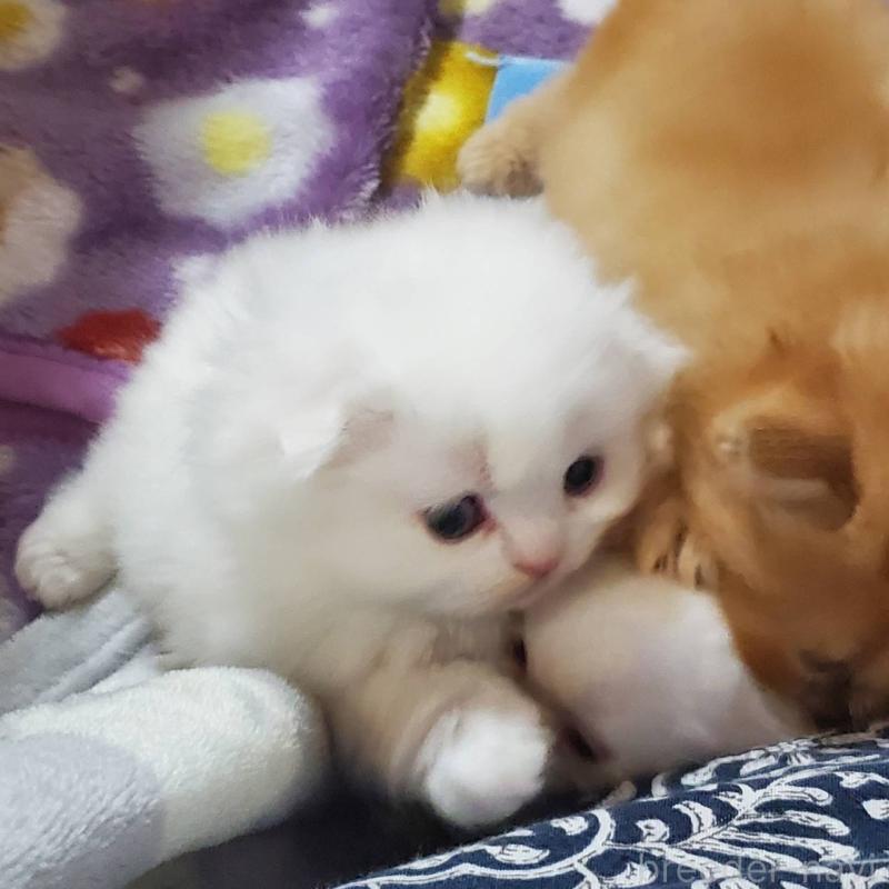 販売中の愛知県のスコティッシュフォールド(折れ耳)-135746の4枚目