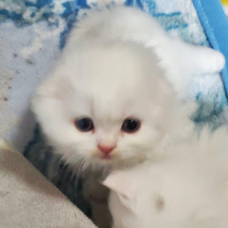 販売中の愛知県のスコティッシュフォールド(折れ耳)-135746の3枚目